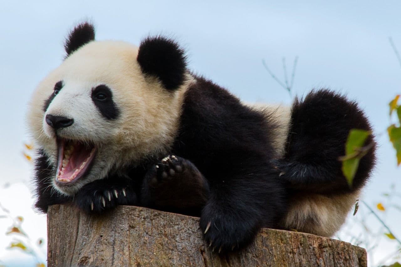 Панда в Китае на Хайнань