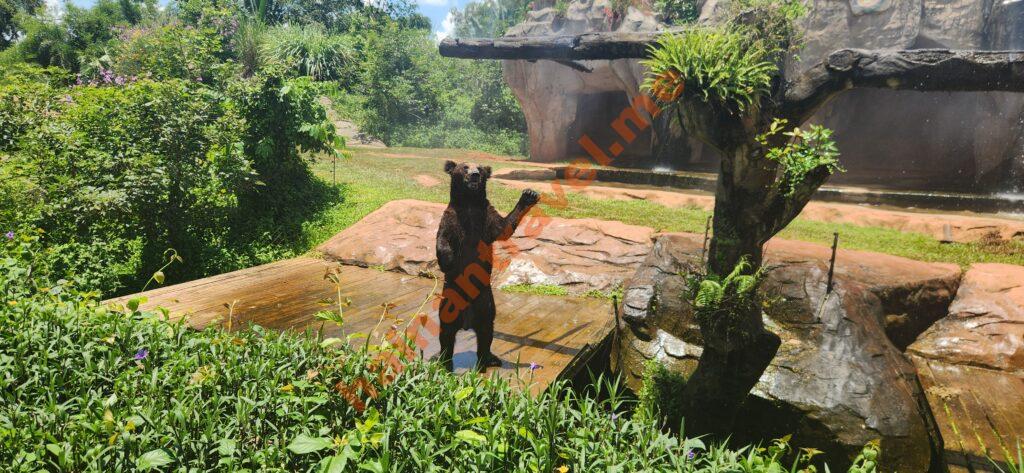 Сафари-парк Хайкоу: панды, медведи, цены и как добраться