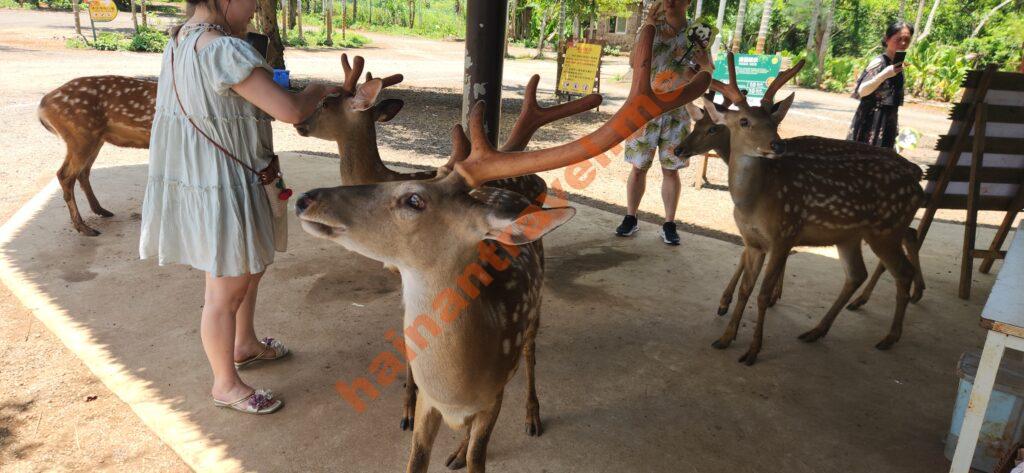 Сафари-парк Хайкоу: панды, медведи, цены и как добраться