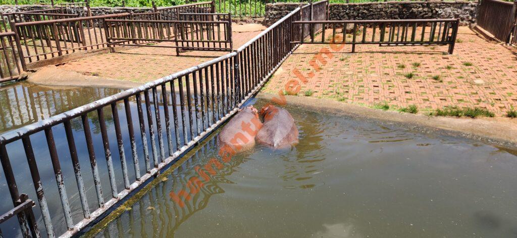 Сафари-парк Хайкоу: панды, медведи, цены и как добраться
