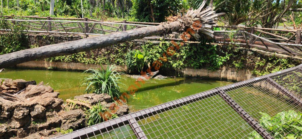 Сафари-парк Хайкоу: панды, медведи, цены и как добраться