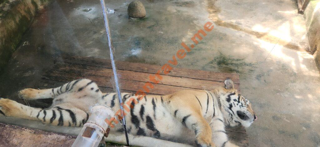 Сафари-парк Хайкоу: панды, медведи, цены и как добраться