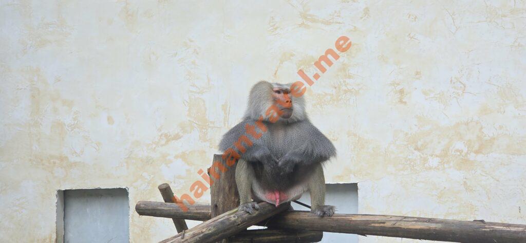 Парк Янода на Хайнане: полный путеводитель