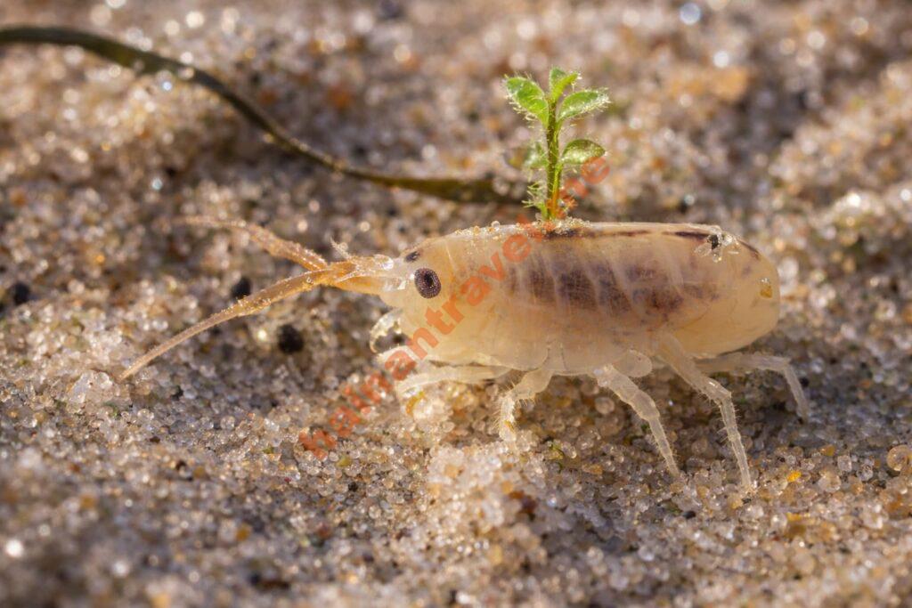 Песчаные блохи на Хайнане: как защититься от укусов