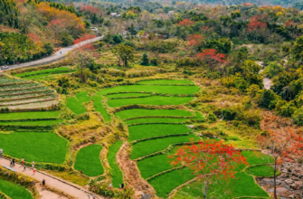 Kapok Observation Deck