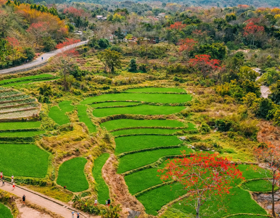 Kapok Observation Deck