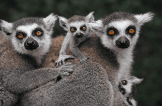 Swan Lake Animal Park