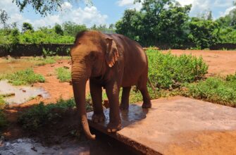 Сафари парк Дуншань